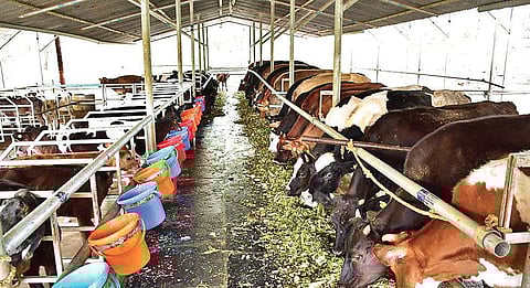 Rangegowda’s dairy farm