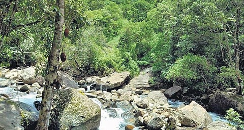 The premises of the resort at Elambilery in Wayanad where the jumbo attacked Shahana. (Photo| EPS)