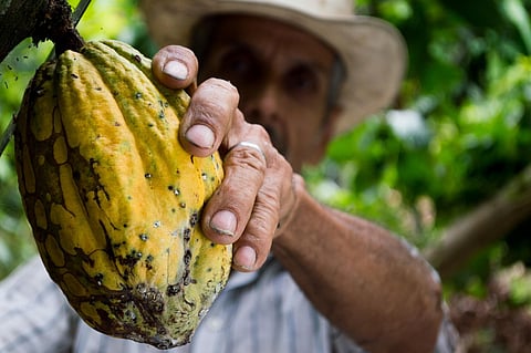 Representational image used for cocoa farming.
