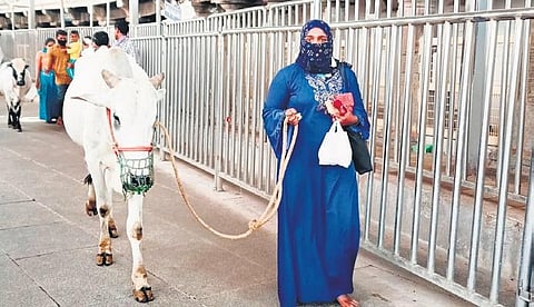 A Muslim woman performs the Kode Mokkulu (ox-tying ritual) at Sri Raja Rajeshwara Swamy temple in Vemulawada, Rajanna-Sircilla district on Tuesday