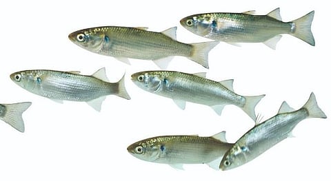 For the past several decades, India has made multiple 'failed' attempts to develop captive breeding technology for grey mullet fish.