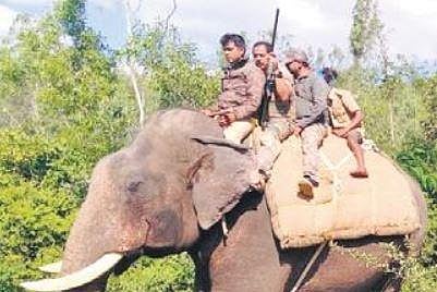 Frontline forest staff seek better pay scales