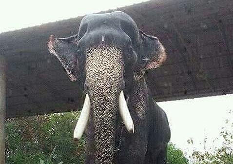 Mangalamkunnu Karnan elephant. (File photo)