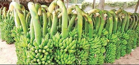 In fact, the government is encouraging farmers in all aspects, Horticulture Officer Mariyanna said. (Photo | Express)