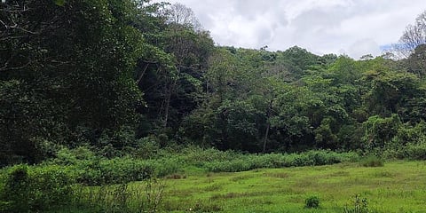 But the officials have been claiming that the area belongs to the Forest Department. (Representational Photo | PTI)