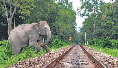 IIT Professor’s answer to jumbo deaths in train collision