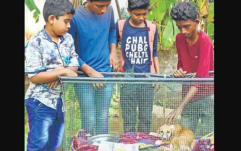 Anandu Dev, (R), caresses the puppy at his house in Ulliyeri as Deeju Dinesh (L),Adarsh (2nd L) and Akshay look on | T P Sooraj
