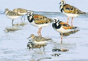 The annual bird festival offers bird watchers a chance to catch a glimpse of many migratory birds at BRT.