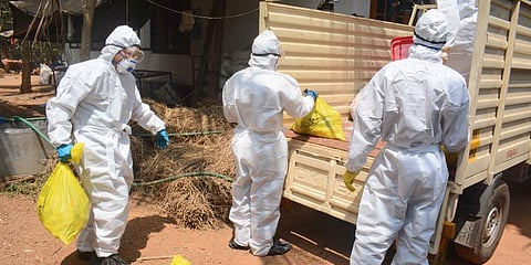 Authorities taking way the hen and chick after culling for burning at Kodiyathur in Kozhikode. (Photo | Manu R Mavelil, EPS)