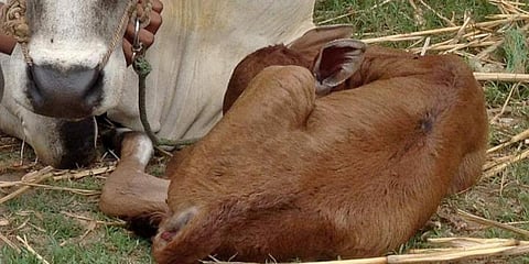 Image of a calf used for representational purpose. (File Photo | EPS)