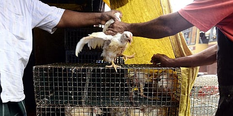 Shopkeepers are seen selling away chickens at a throwaway price. (Photo | Debadatta Mallick, EPS)