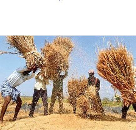 Mysuru farmers thresh the paddy crop as unseasonal rain lashed the state