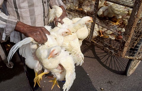 A vendor carries chickens at a livestock market in Prayagraj, Friday. (Photo | PTI)