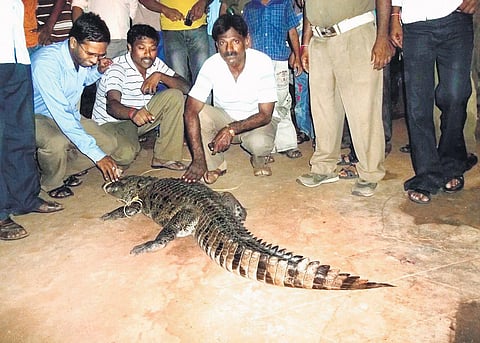 Locals gather around a crocodile which was rescued from flood waters in Nirmal forest area