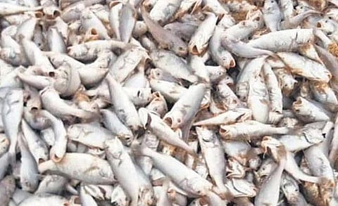 A heap of dead Silver Croaker fish at Kasarkod beach | Express