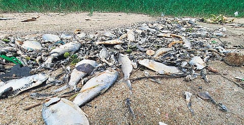 Thousands of fish were found dead along the banks of Kovalam estuary, about 30 km south of Chennai, on Saturday | Express