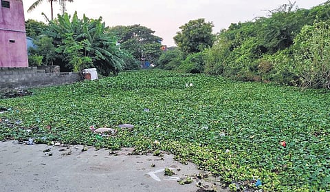 A layer of water hyacinth over the polluted Selaiyur lake. (Photo| Special Arrangement)