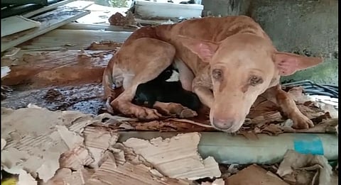 The dog and pups which lay beneath the mud for three days after a landslide due to rains in Kanjirathani near Kumaranelloor were finally rescued (Photo | Express)