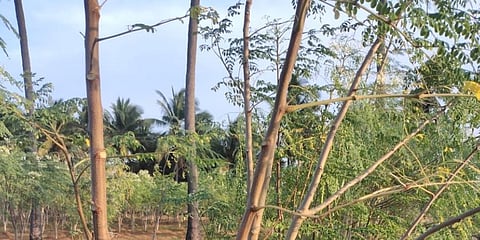Drumstick trees without sticks or flowers at Gudimangalam in Tiruppur. (Photo | Express)