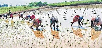 FCI introduces mixed indicator method to weed out old rice stocks
