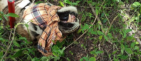 The tiger was taken to the camp at Mudumalai Tiger Reserve after being tranquilized (Photo | Special arrangement)