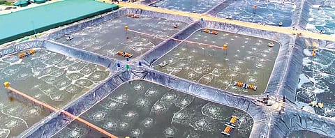 Nishanth said that he will expand his Biofloc nursery to get a higher yield and also to provide more employment.