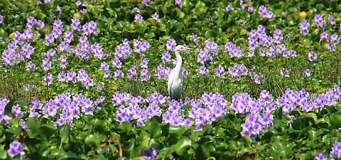 Representational image (File photo| KK Sundar, EPS)