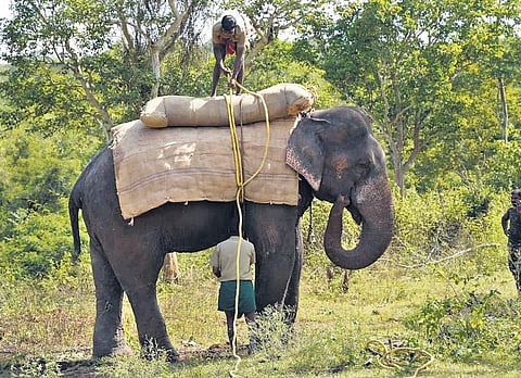 Udayan, the kumki elephant that assisted in the operation at MTR | Express