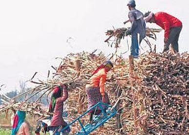 Clear dues in two days, sugar factories told
