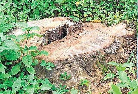 The stump of a rosewood tree cut from Muttil in Wayanad