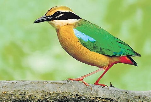 Freeing the flight fright for Indian Pitta