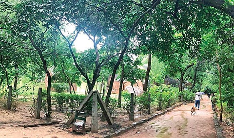Spread over 784 acres in Delhi's Vasant Kunj, Sanjay Van attracts hundreds of visitors. (Photo| EPS)