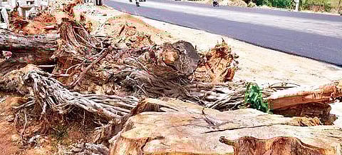 Trees destroyed due to unplanned construction work