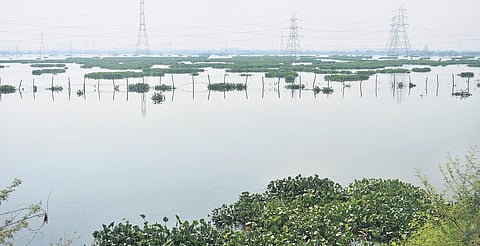 Najafgarh Jheel 