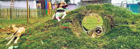 Many dog owners consider their pooch as family, some even think of them as children.