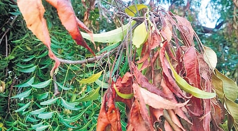 Leaves of a neem tree appear lifeless after being infested by Tea mosquito bug