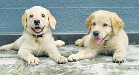 Pawssible — a survival journey of pups