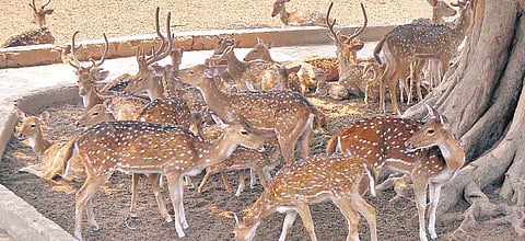 The Deer Park, established in 1981 and spread across 2.5 acre.