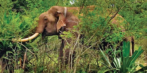 Rivaldo, fitted with a radio collar, grazing in the Mudumalai Tiger Reserve | Express