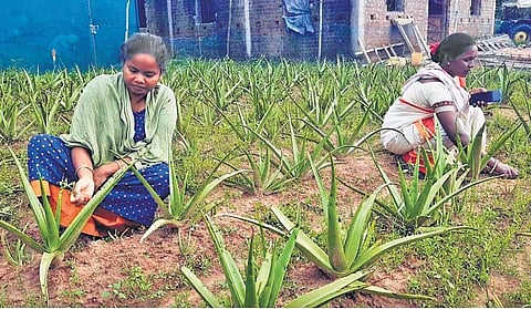 Cultivation of aloe vera plant