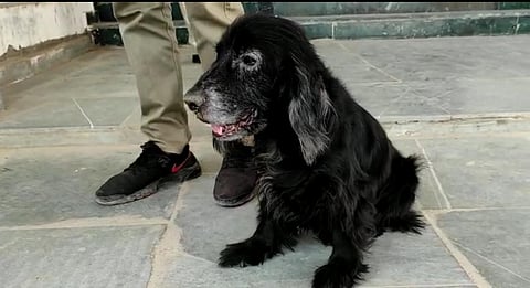 Narco sniffer dog Steffi does MP cops proud by tracking down ganja worth over Rs 90 lakh