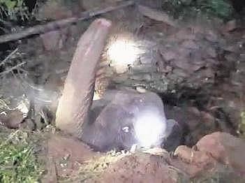 The elephant being rescued from well