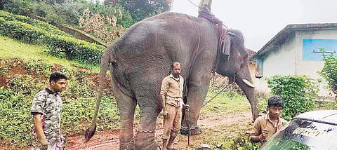 A kumki elephant engaged to capture the tiger at Masinagudi in Mudumalai Tiger Reserve. (Photo | Express)
