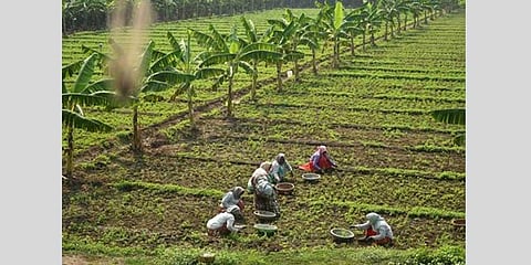 State to come up with organic farming policy soon 