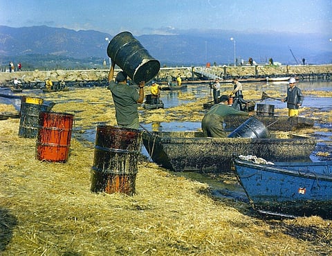 In this Feb. 7, 1969, file photo, workmen using pitchforks, rakes and shovels attempt to clean up oil-soaked straw from the beach at Santa Barbara Harbor. (Photo | AP)