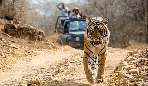 A tiger in Jim Corbett National Park in Uttarakhand. (Photo | Sumeet Moghe/Wikimedia Commons)