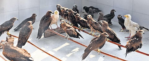 Around 100 birds of prey including black kites resting in an enclosed space at Wazirabad’s Wildlife Rescue.