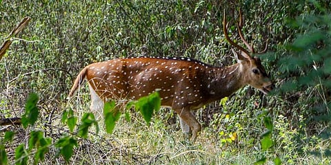 Invasive species eat into food of animals