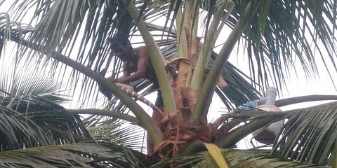 Neera production in Erode spirals downward, producers seek government intervention