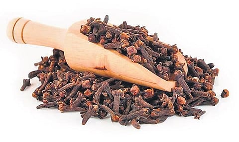 Cloves from Kanniyakumari’s hills receive GI tag